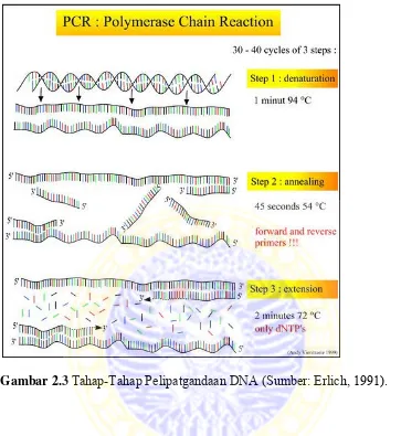 Gambar 2.3 Tahap-Tahap Pelipatgandaan DNA (Sumber: Erlich, 1991). 