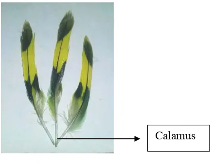 Gambar 3.1 Bulu burung parkit yang digunakan sebagai sampel dalam penelitian 