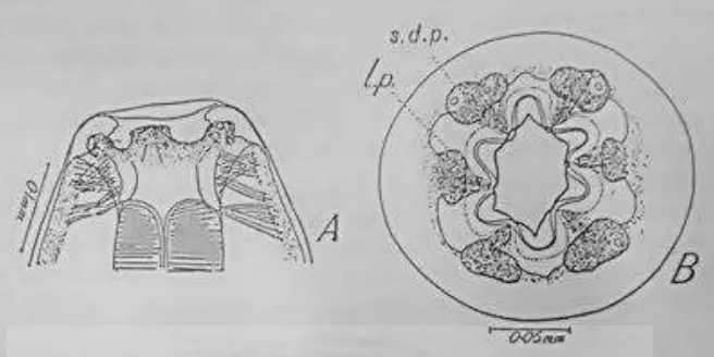 Gambar 2.1 Bagian anterior Spirocerca lupi betina; (A) sisi lateral, (B) sisi transversal 
