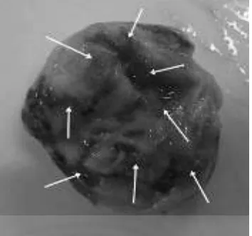Gambar 2.4 Potongan melintang tumor oesophagus isi Spirocerca lupi (tanda panah) 