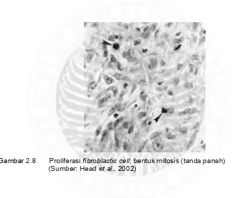Gambar 2.8 Proliferasi fibroblastic cell; bentuk mitosis (tanda panah)  