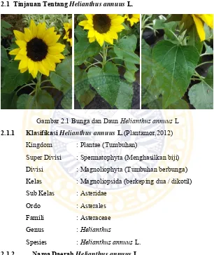 Gambar 2.1 Bunga dan Daun Helianthus annuus L 