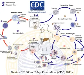 Gambar 2.2 Siklus Hidup Plasmodium (CDC, 2011) 