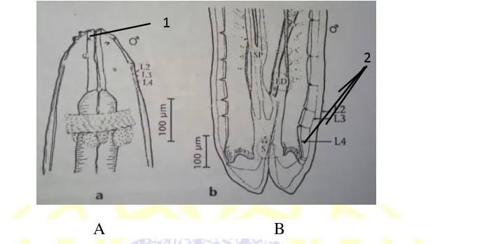 Gambar 2.6 Larva IV Eustrongylides ignotus Keterangan : A. (Sumber : Xiong et al., 2009) Anterior., 1