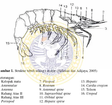 Gambar 1. Struktur tubuh udang vaname (Haliman dan Adijaya, 2005)