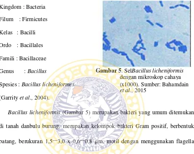 Gambar 5. SelBacillus licheniformis