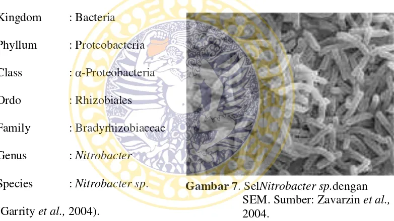 Gambar 7. SelNitrobacter sp.dengan