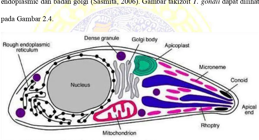 Gambar 2.2. Takizoit T. gondii (Kreshina, 2001). 