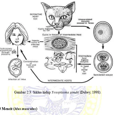 Gambar 2.3. Siklus hidup Toxoplasma gondii (Dubey, 1998). 