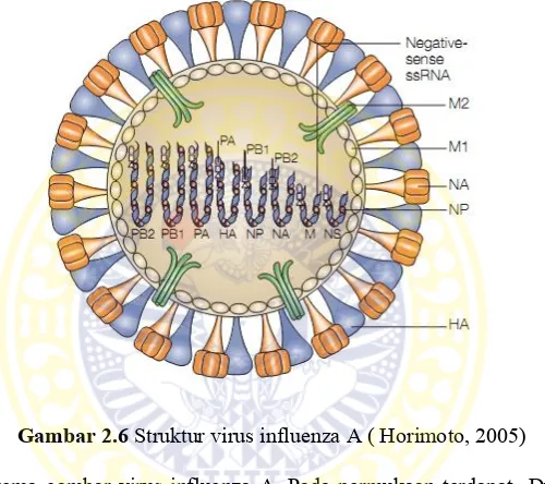 Gambar 2.6 Struktur virus influenza A ( Horimoto, 2005) 