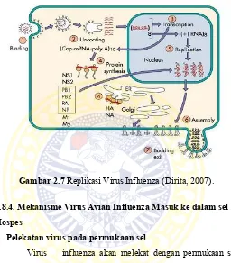Gambar 2.7 Replikasi Virus Influenza (Dirita, 2007). 
