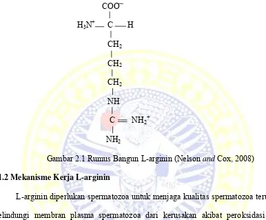 Gambar 2.1 Rumus Bangun L-arginin (Nelson and Cox, 2008)   