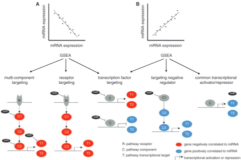 Figure 1. Mechanistic models of miRNA-directed gene expression regulation. Positive and negative miRNA–gene set associations, originating frompositive and negative correlations between the miRNA and the genes in the gene set—can be explained by one of ﬁve 