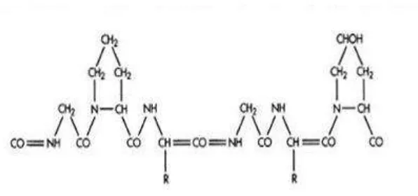 Gambar 2.5 Struktur kimia gelatin (Chaplin, 2005) 