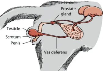 Figure 2.2 The reproductive system of the male cat (Johnson, 2011) 