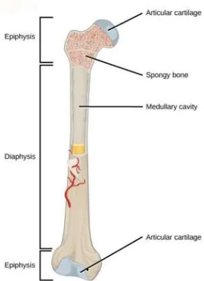 Figure 2.3 A typical long bone shows the gross anatomical characteristics of bone (Betts, 2013) 