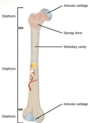 Figure 2.3 A typical long bone shows the gross anatomical characteristics of bone (Betts, 2013) 