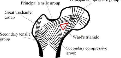 Figure 3.1 Structure pattern of the proximal femur (Kwon, 2012) ..