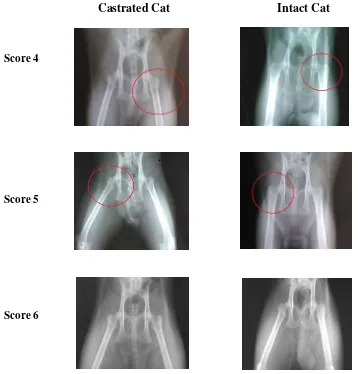 Figure 4.1 Representative of radiology imaging and scoring result of castrated and intact cats; Score 4 = principal tensile trabeculae are markedly reduced in number but still be traceable from the lateral cortex to the upper part of the femoral neck; Scor