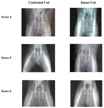 Figure 4.1 Representative of radiology imaging and scoring result of castrated and intact cats; Score 4 = principal tensile trabeculae are markedly reduced in number but still be traceable from the lateral cortex to the upper part of the femoral neck; Scor