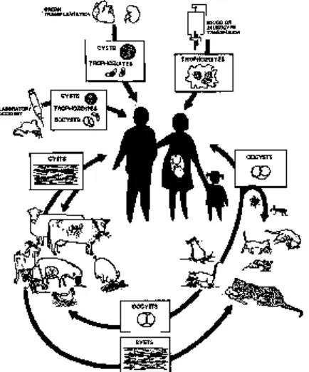 Gambar 2.5 Siklus hidup Toxoplasma gondii, sumber infeksi padamanusia(Frenkel, 1989).