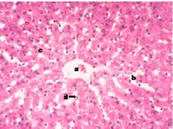 Gambar 2.6 Histologi Hepar.Vena sentralis (a), sinusoid (b), hepatosit (c) dan selendotel (d)