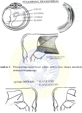 Gambar 5. Penampang transversal posisi uterus dan skema muskulus 