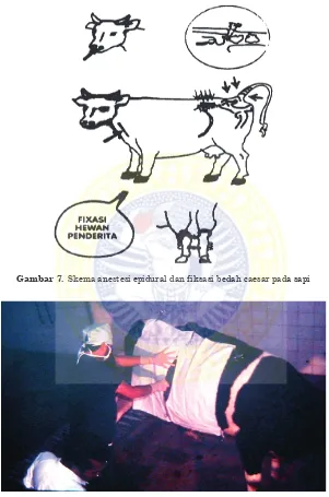 Gambar 7. Skema anestesi epidural dan fiksasi bedah caesar pada sapi