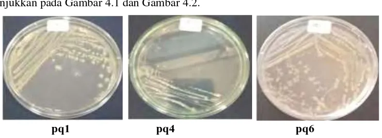 Gambar 4.2. Formulasi bakteri pendegradasi paraquat