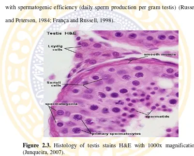 Figure 2.3. Histology of testis stains H&E with 1000x magnification 