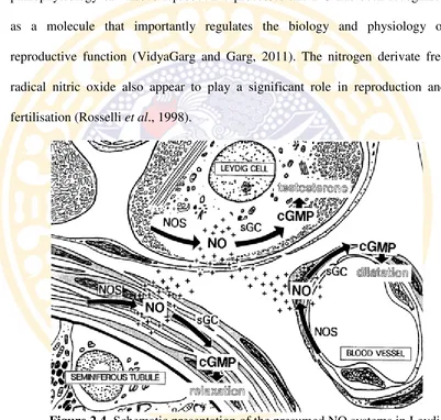 Figure 2.4.  cells, testicular blood vessels, and seminiferous tubules (Middendorff Schematic presentation of the presumed NO systems in Leydig et al