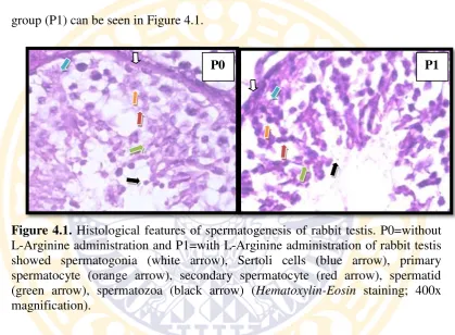 Figure 4.1. Histological features of spermatogenesis of rabbit testis. P0=without 