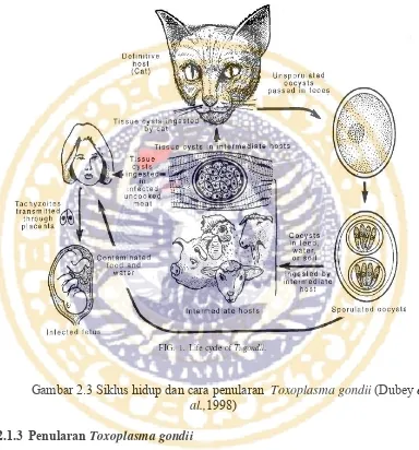 Gambar 2.3 Siklus hidup dan cara penularan  Toxoplasma gondii (Dubey et 