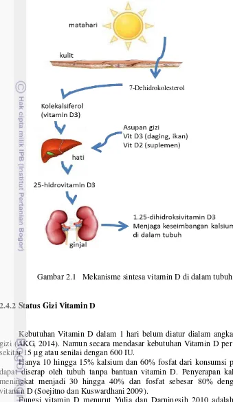 Gambar 2.1   Mekanisme sintesa vitamin D di dalam tubuh. 