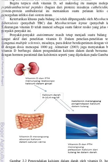 Gambar 2.2 Pengendalian kalsium dalam darah oleh vitamin D, hormon 
