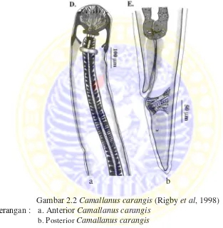 Gambar 2.2 Camallanus carangis (Rigby et al, 1998)