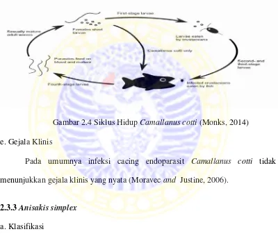 Gambar 2.4 Siklus Hidup Camallanus cotti (Monks, 2014)