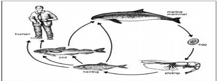 Gambar 2.6 Siklus Hidup Anisakis simplex (Audicana and Kennedy, 2008)