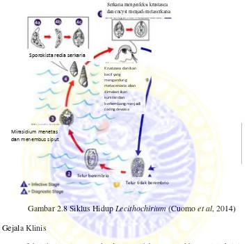 Gambar 2.8 Siklus Hidup Lecithochirium (Cuomo et al, 2014)