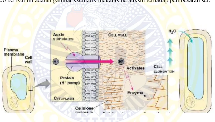 Gambar 2.6 Mekanisme auksin terhadap pembesaran sel (Campbell et.al., 2003).