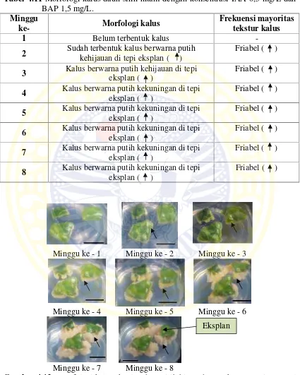 Gambar 4.12 Morfologi kalus eksplan daun sirih hitam dengan konsentrasi IAA 0,5mg/L dan BAP 1,5 mg/L