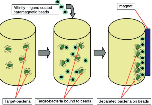 Figure 2.4. Affinity magnetic separation.