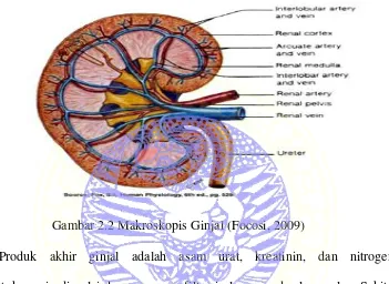 Gambar 2.2 Makroskopis Ginjal (Focosi, 2009)  