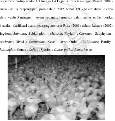 Gambar 2.3 Ayam Pedaging (Jaya, 2011) 