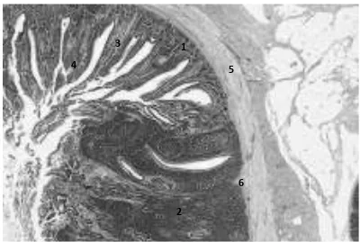 Gambar 2.4 Histologi Duodenum Ayam Dengan Pembesaran Mikroskop 125x Pewarnaan H.E (William and Linda, 2000)