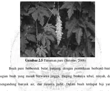 Gambar 2.5 Tanaman pare (Sutomo, 2006) 