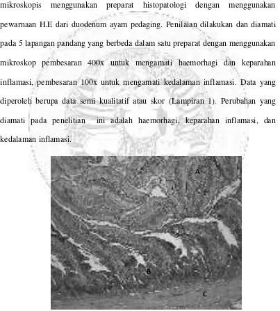 Gambar 4.1 Gambaran histopatologi duodenum ayam normal. (Pewarnaan H.E pembesaran 100x, Vili usus (A), Kripta Lieberkuhn (B), Lapisan muskularis (C).) 