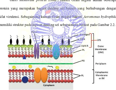 Gambar 2.2 Skema diagram membran luar (OM), sitoplasma atau IM, dan lapisan periplasmik yang mengandung peptidoglikan