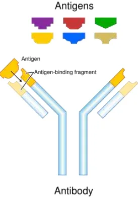Gambar 2.3 : Interaksi antara antigen dengan antibodi (Roitt et al., 1989) 