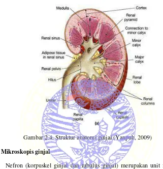 Gambar 2.4. Struktur anatomi ginjal (Yanpuh, 2009) 